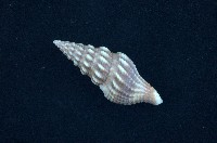 藏品(河村捲管螺)的圖片